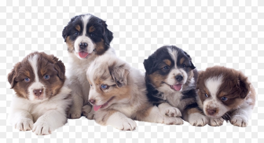 Mini Australian Shepherd Puppies Available In Phoenix - Lots Of Australian Shepherd Puppies Clipart
