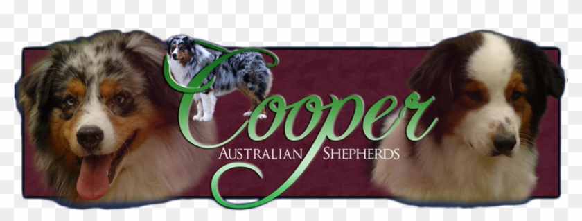 Logo - Australian Shepherd Clipart #3636436