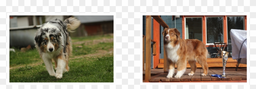 Picture - Australian Shepherd Clipart