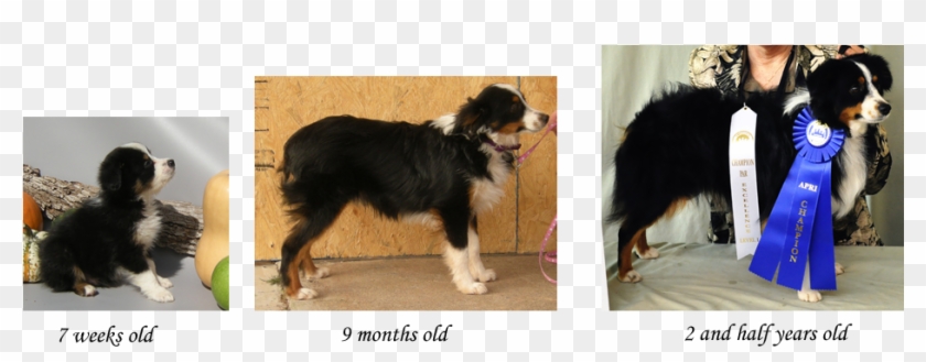 Australian Shepherd, Photo Puzzle Game - Australian Shepherd Growth Stages Clipart #3636673