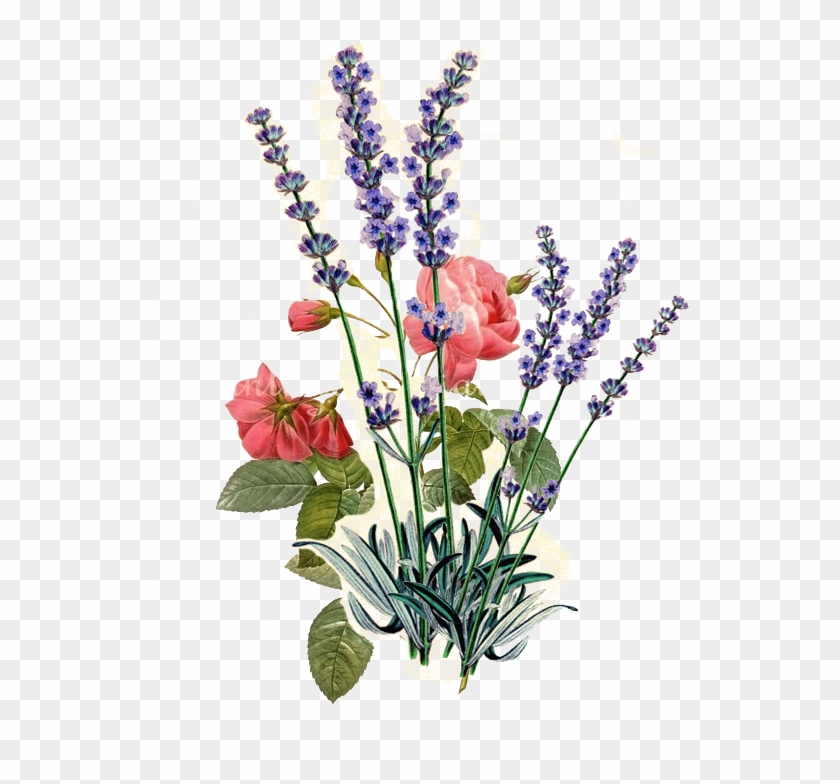 Rose And Lavendar - Redoute Roses Clipart