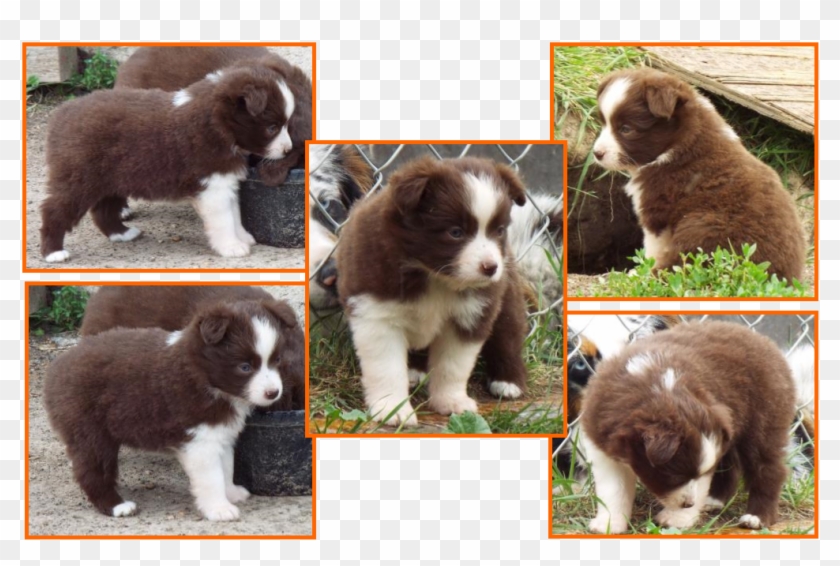 Red Bi Toy Australian Shepherd Pup Bet Toy Aussie Lines - Red Bi Australian Shepherd Puppy Clipart