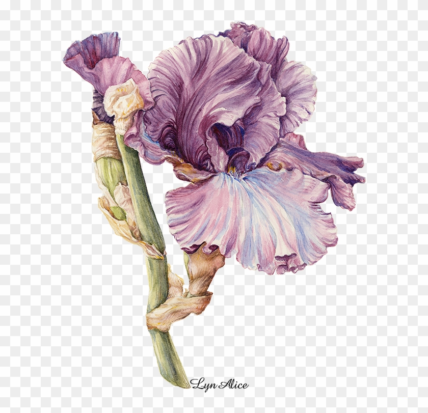 Purple Iris, Watercolor ' - Irises Clipart