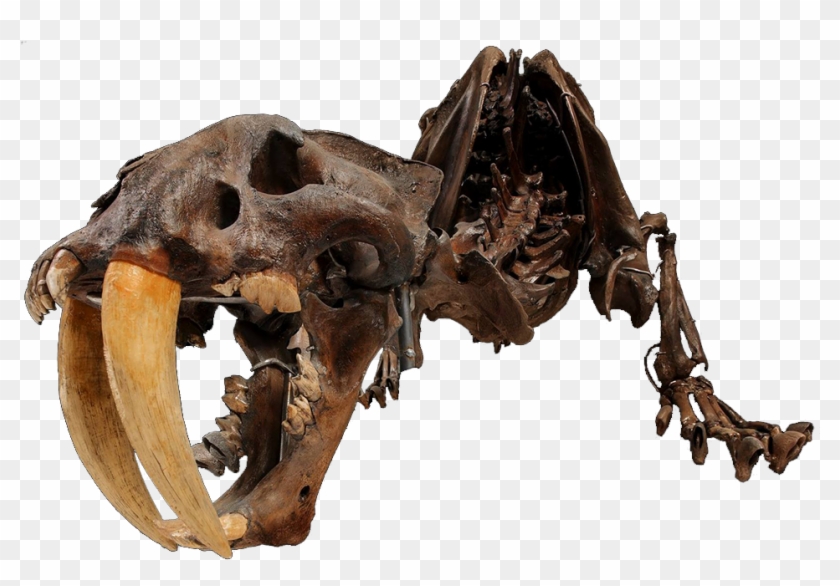 A Skeleton Of A Smilodon - Fossils Clipart #3637478