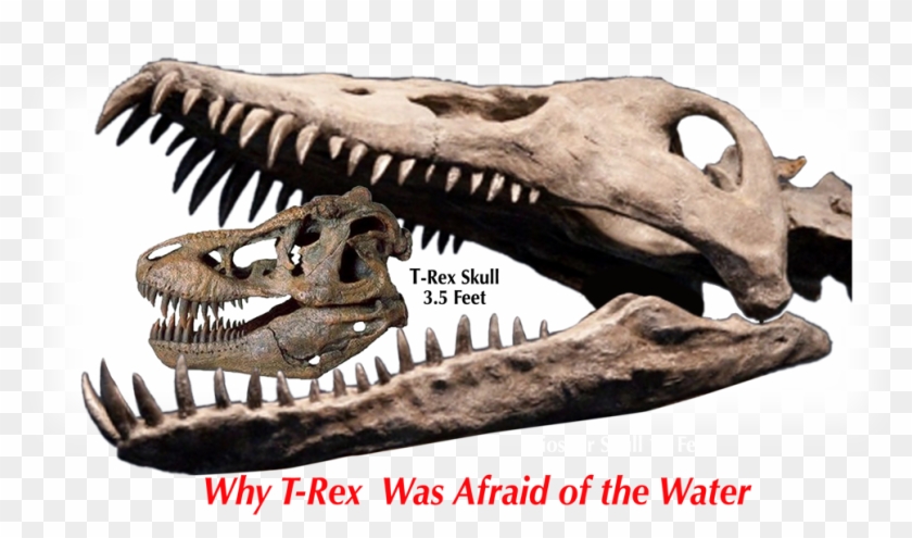 Why T-rex Was Afraid Of The Water - Pliosaur Skull Clipart #3637565