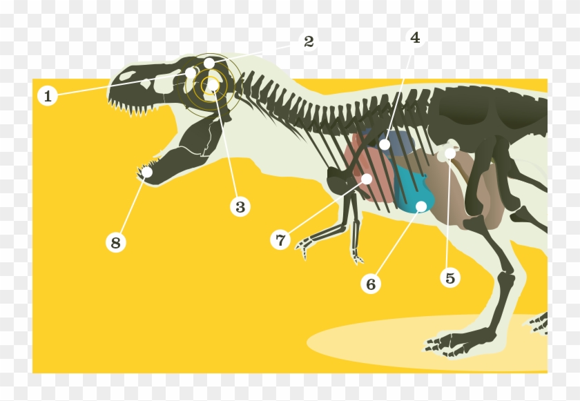 12 Cm = Grapefruit - Illustration Clipart #3637612