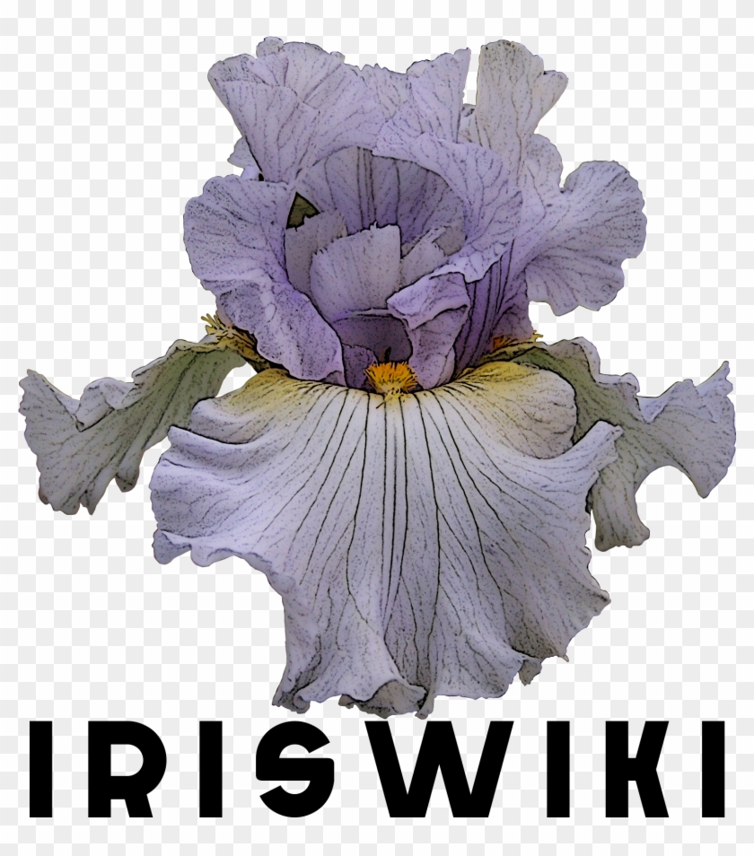 File - Logoiriswiki - Orris Root Clipart #3637789