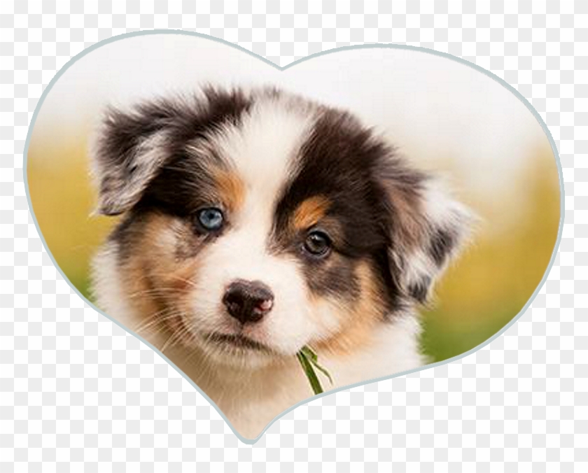 05 Heartking Aussies Australian Shepherd Zucht - Australian Collie Clipart #3637870