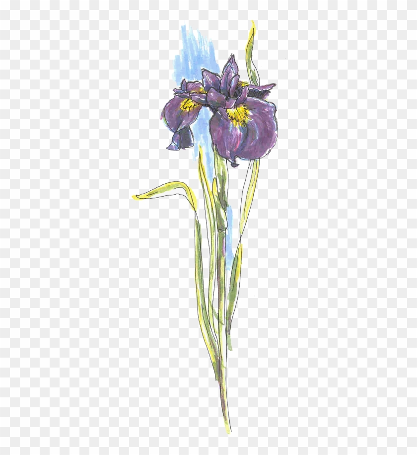 Harpswell Garden Club - Iris Versicolor Clipart #3638161
