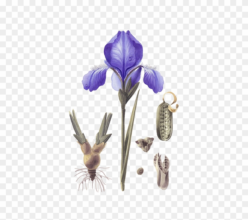 Iris Versicolor Clipart #3638175