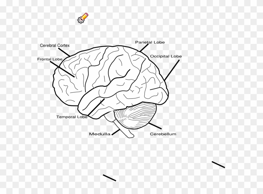 Blank Brain Diagram Clipart #3638205