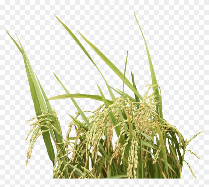 Rice - Rice Tree Png Clipart