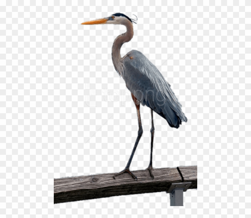 Free Png Download Great Blue Heron Png Images Background - Great Blue Heron Clipart