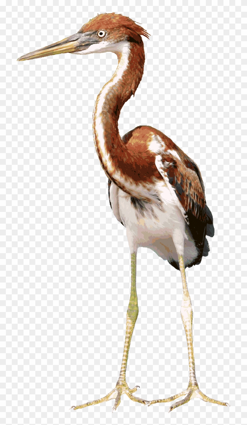 Download Heron Background Png - Heron Clipart #3639150