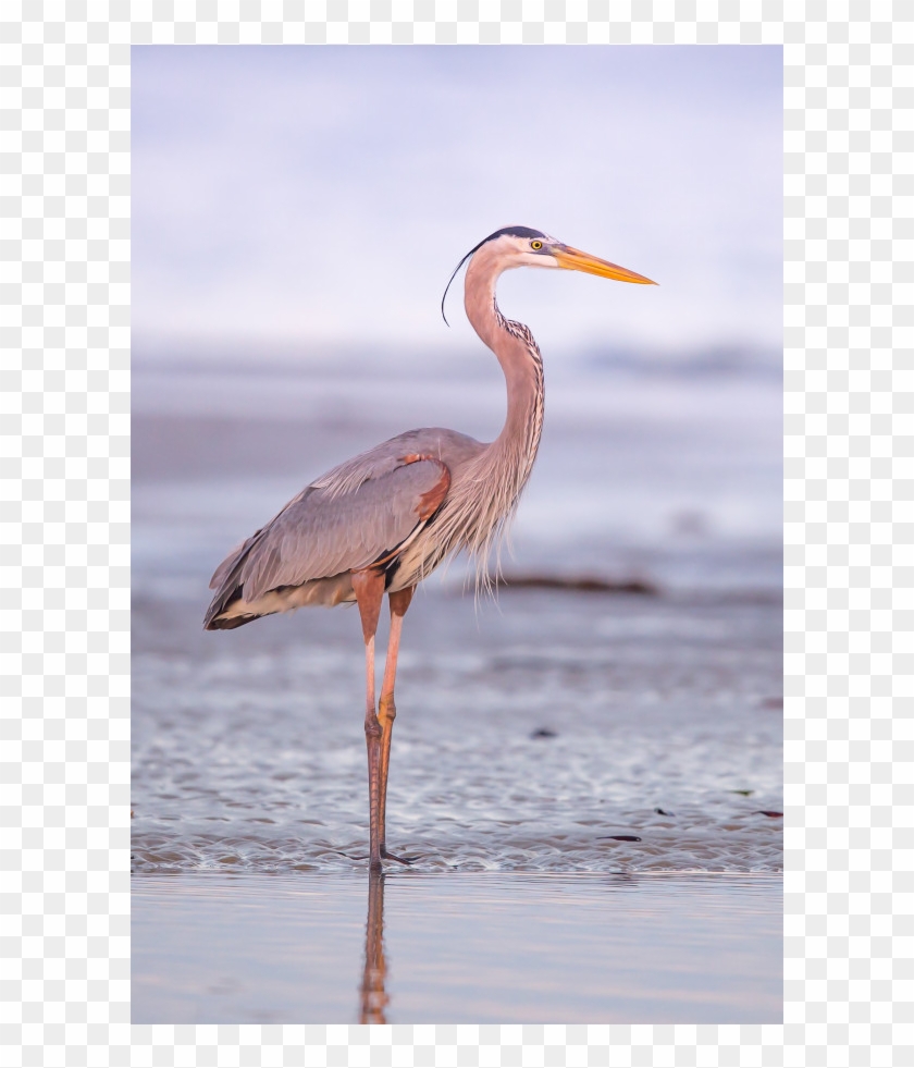 The Shop - Great Blue Heron Clipart #3639181