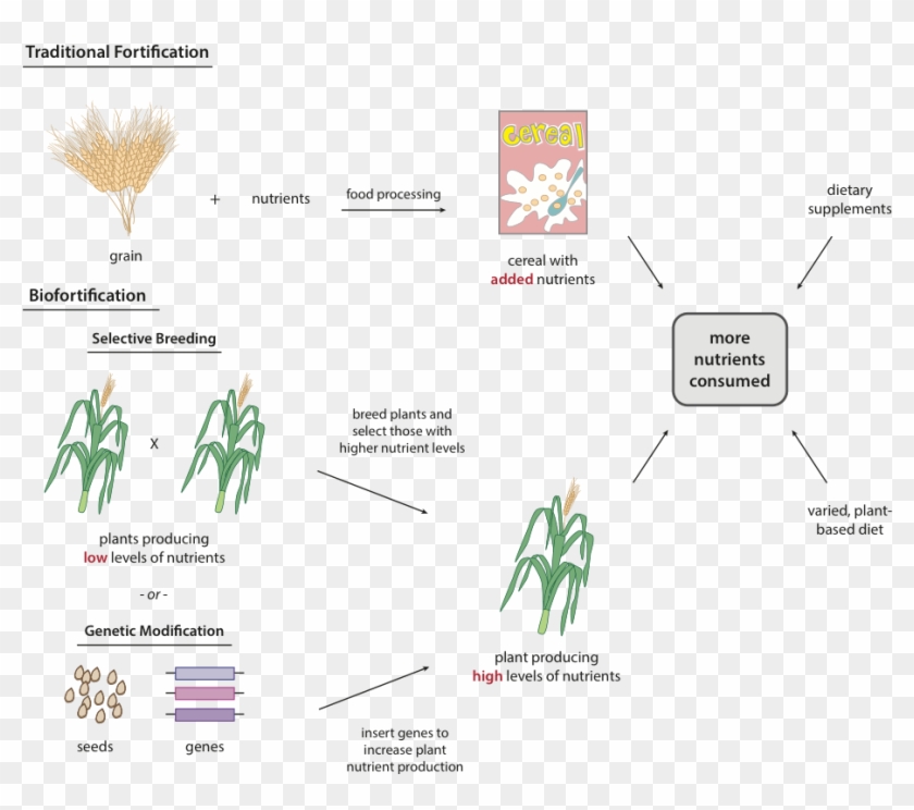 Rice Plants Do Not Contain Any Vitamin A Or Vitamin - Selective Breeding Golden Rice Clipart