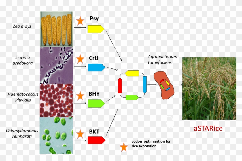 Vector Intergration Plant Transformation - Pcr Golden Rice Clipart #3639292
