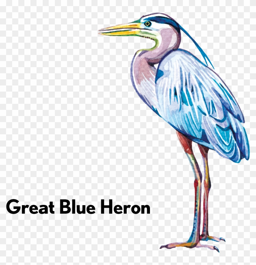 Great Blue Heron-01 - Water Bird Clipart