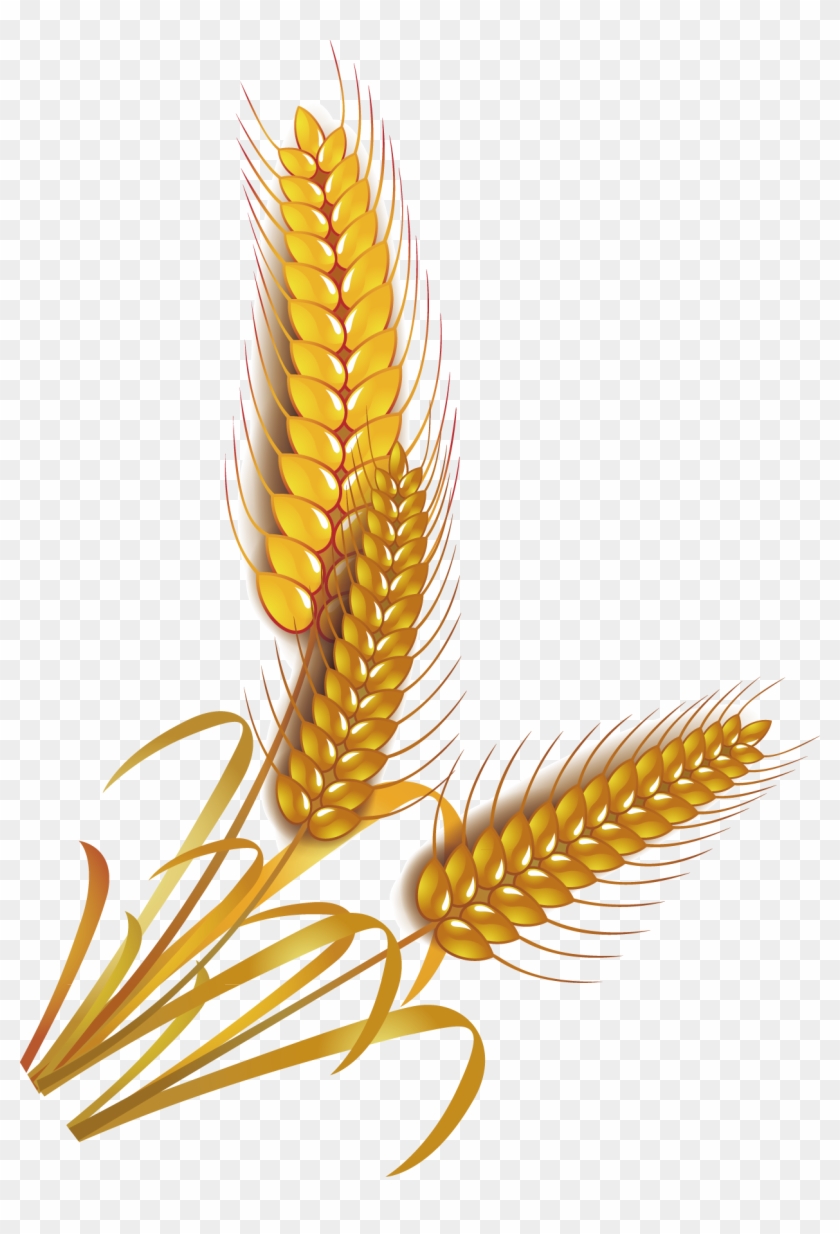 Wheat Rice Cereal Whole Grain Clip Art - Wheat Grains Vector Png Transparent Png