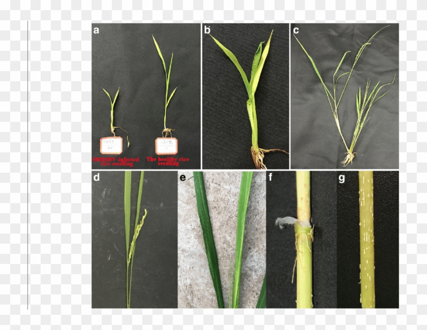 Symptoms Of Srbsdv Disease In Rice Infected With Srbsdv - Grass Clipart #3640028