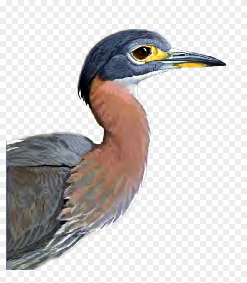 Heron Png Picture - Great Blue Heron Clipart