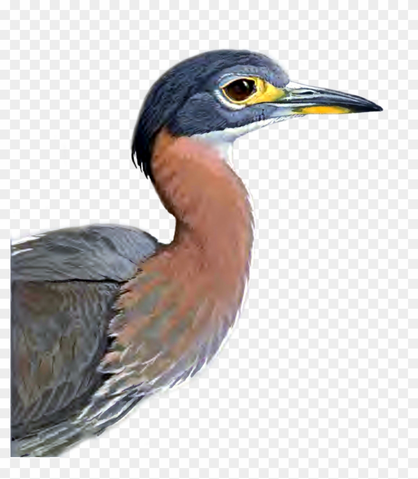 Heron Png Picture - Great Blue Heron Clipart #3640033