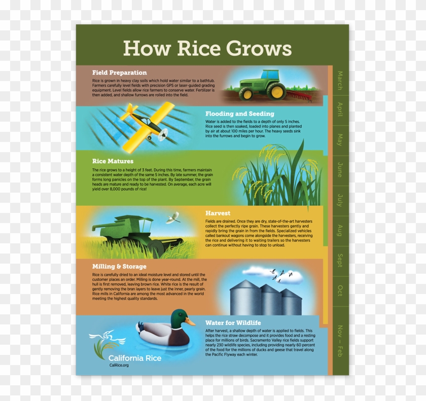 Crc How Rice Grows Poster Client Story - Brochure Clipart #3640305