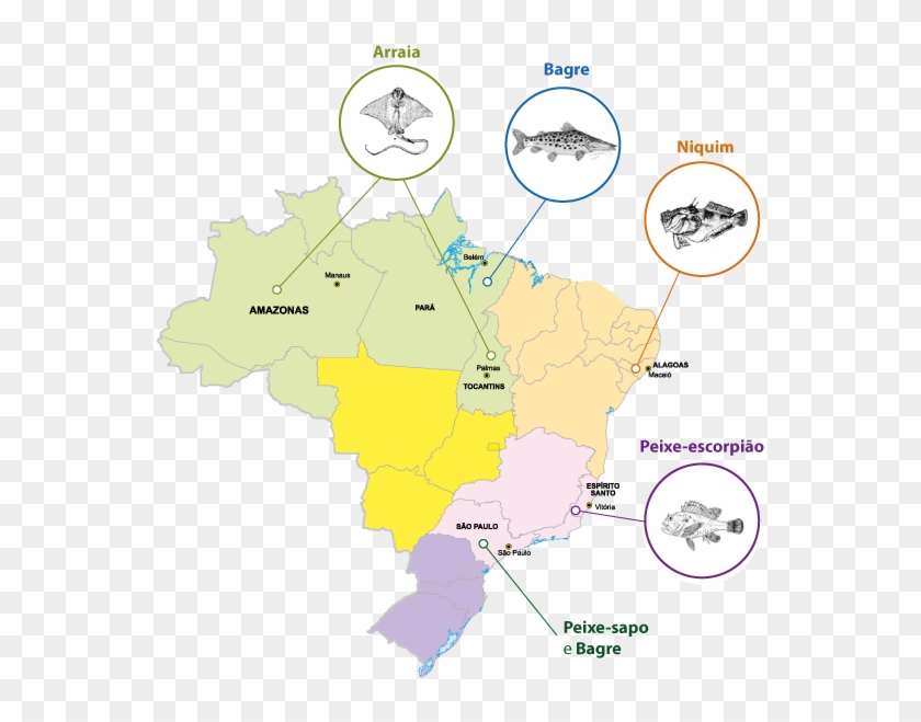 Os Peixes Peçonhentos Estudados Pela Equipe Da Dra - Mapa Do Semiárido Brasileiro Clipart