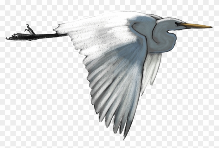 White-heron - Egret Clipart