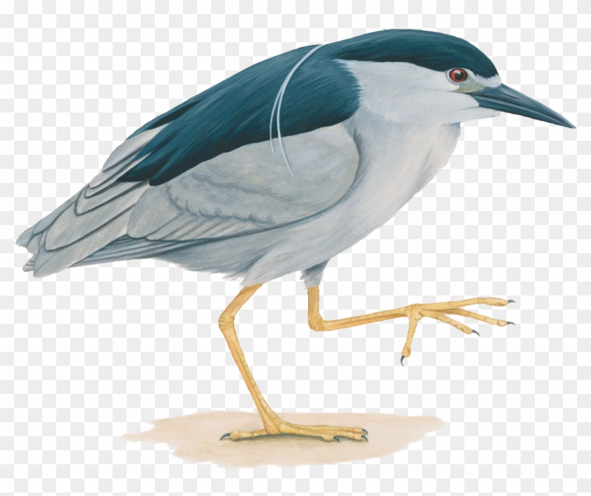 Heron Png Image - Night Heron Bird Png Clipart #3640651
