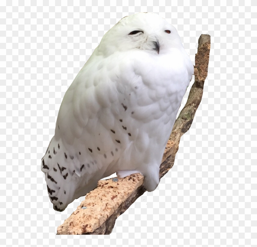 Owl Snowowl Snowwhite White Branch Meme Memeface Perfec - Snowy Owl Clipart