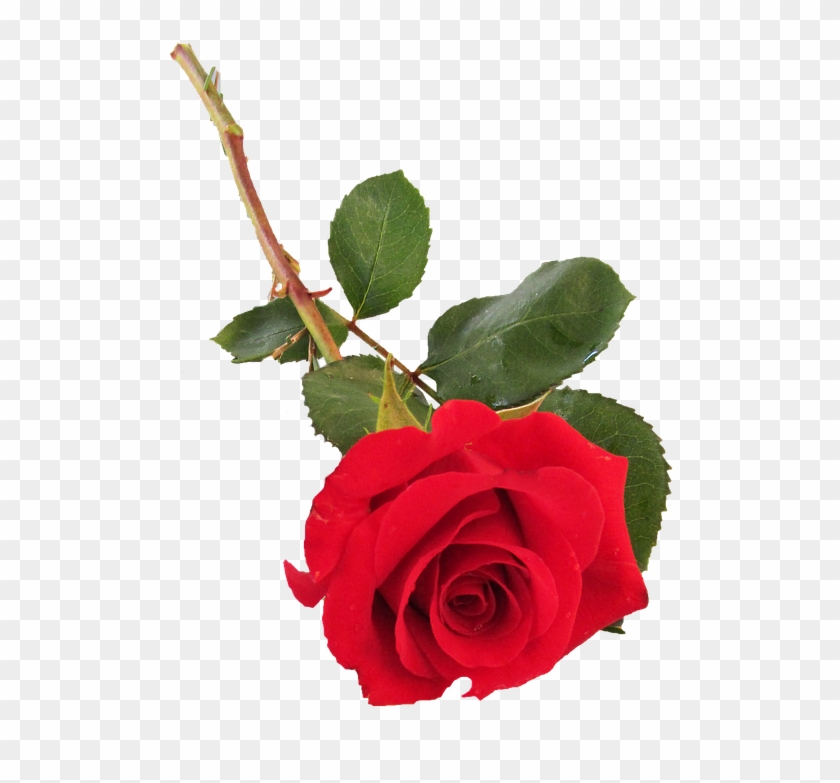 Rose, Red, Single Stem - Long Stem Rose Png Clipart #3642162