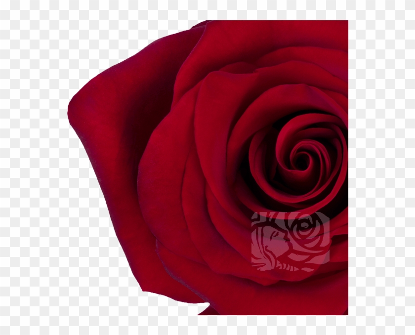 Deep Red Roses - Floribunda Clipart #3642325