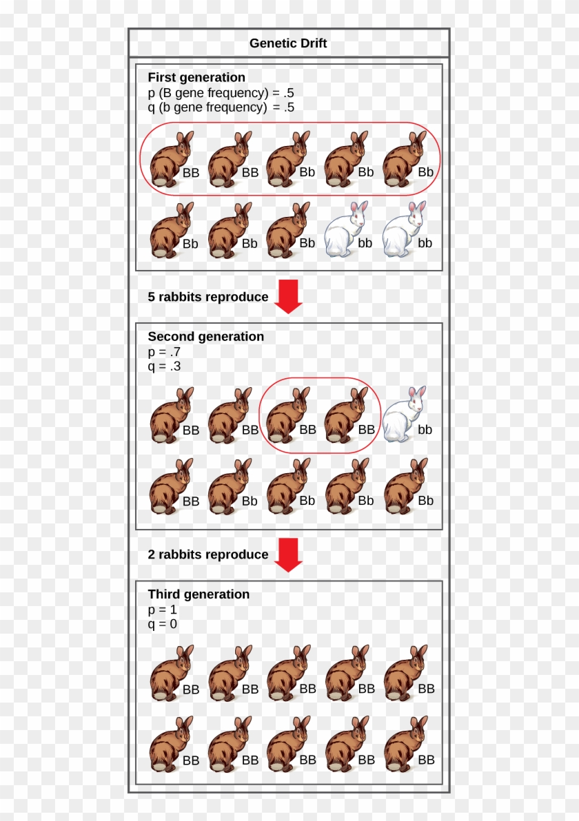 Genetic Drift In A Population Figure 19 02 02 - Gene Flow And Genetic Drifts Clipart