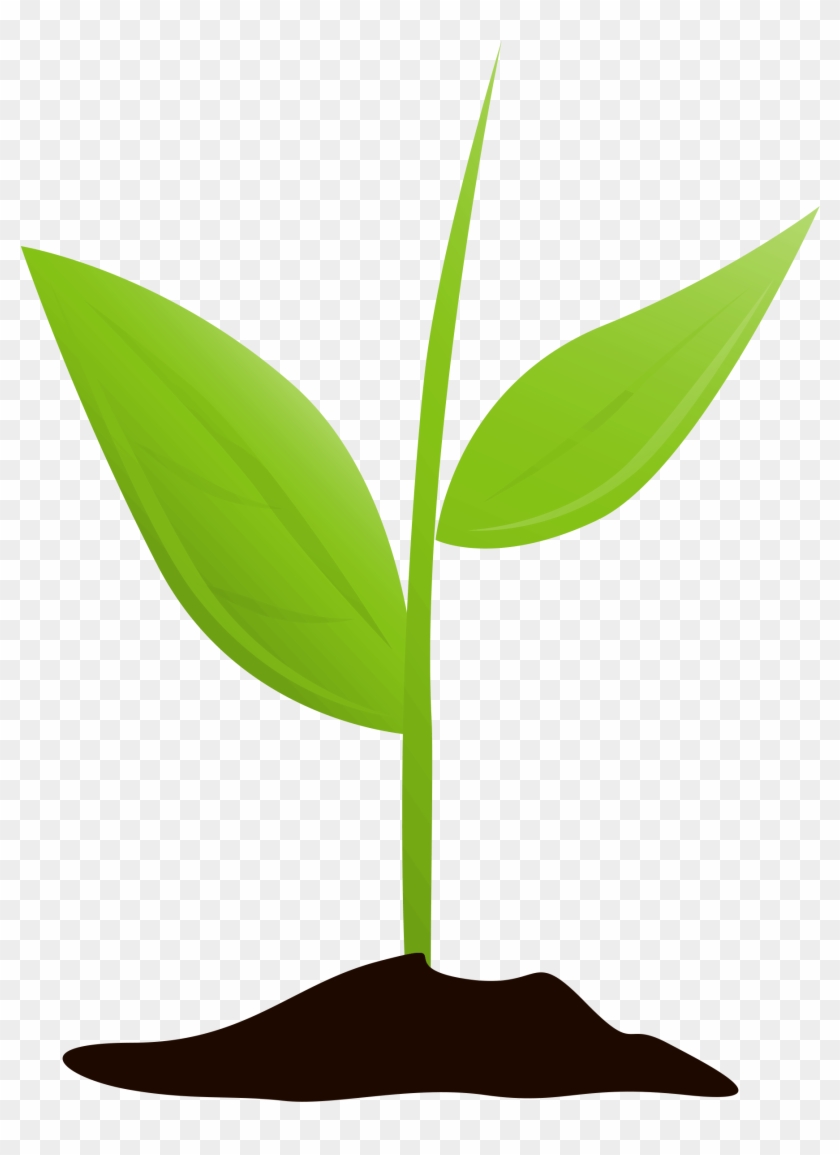 Growing Plant Mtq Clipart #3643387