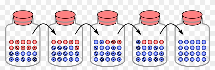 Random Sampling Genetic Drift - Random Sampling And Genetic Drift Clipart