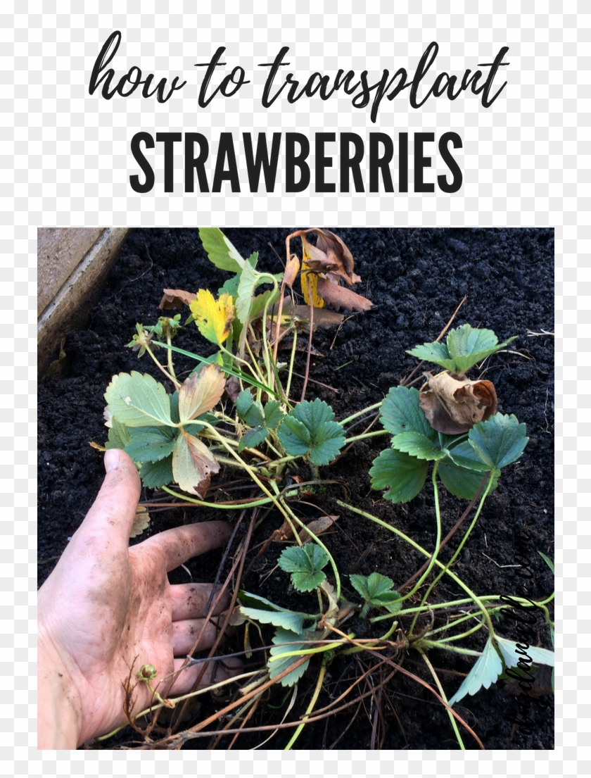 How To Transplant Strawberries In The Garden - Gardening Clipart #3643765