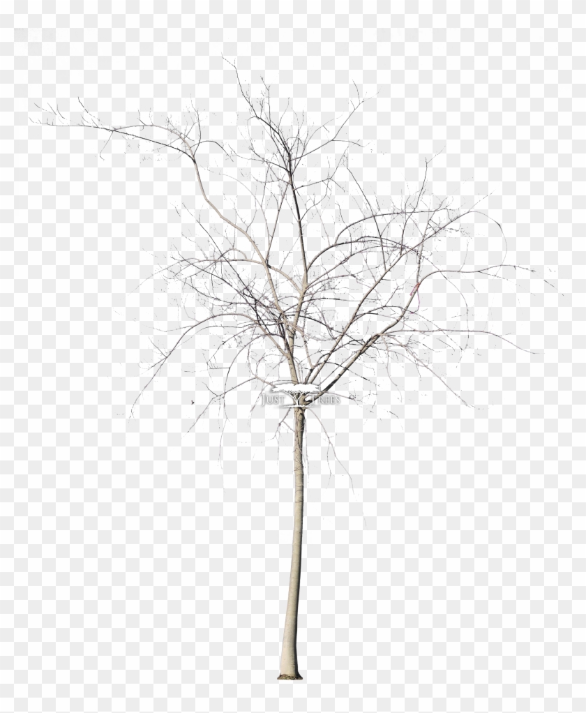 Celtis Africana L Common Name - Drawing Clipart