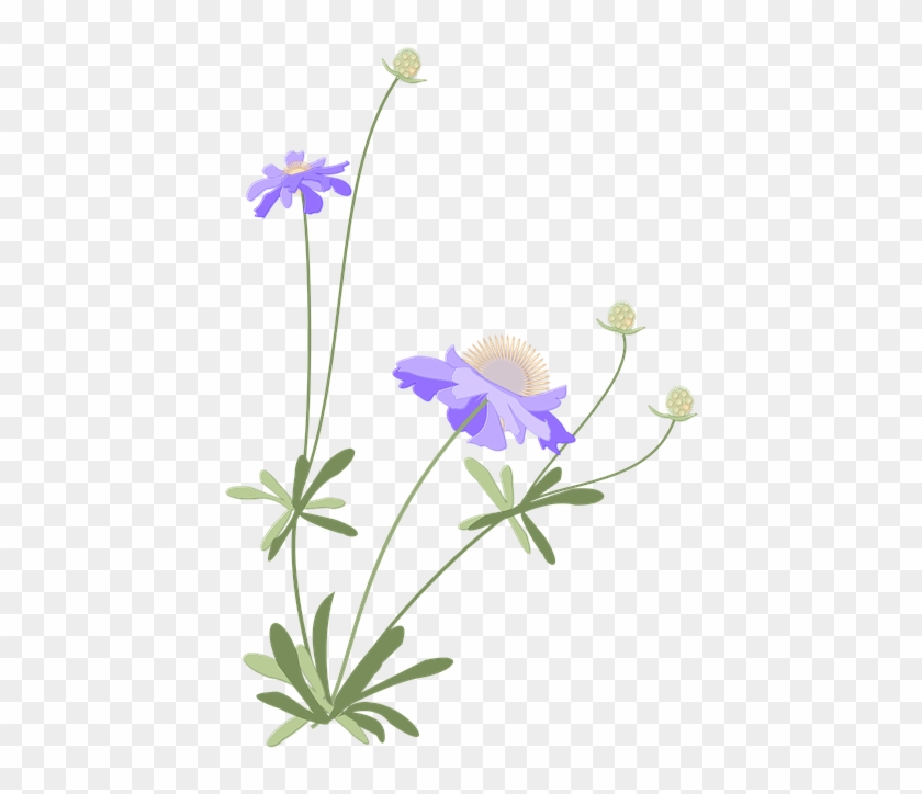 Scabiosa, Japanese Style, Autumn, Flower - Pericallis Clipart
