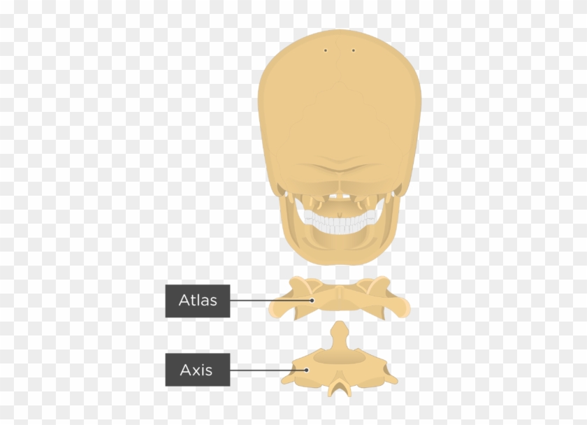 Atlas Of The Bone Clipart #3647101