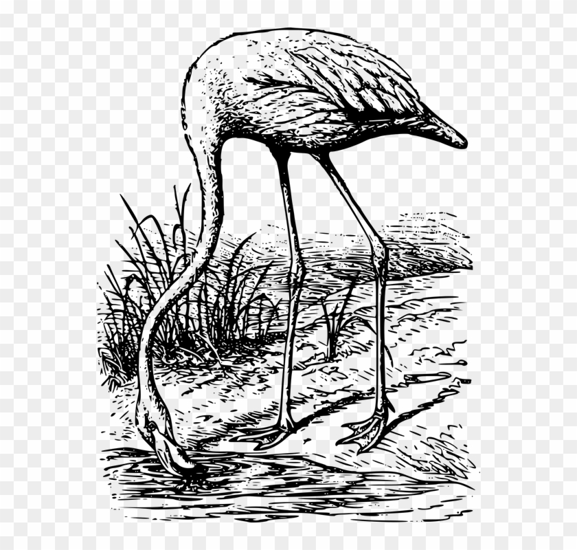 Flamenco Vector Silueta Plotter - Phoenicopterus Clipart #3647240
