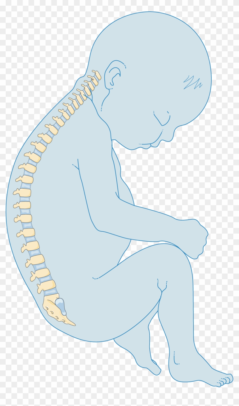 Newborn Skeleton - Sitting Clipart
