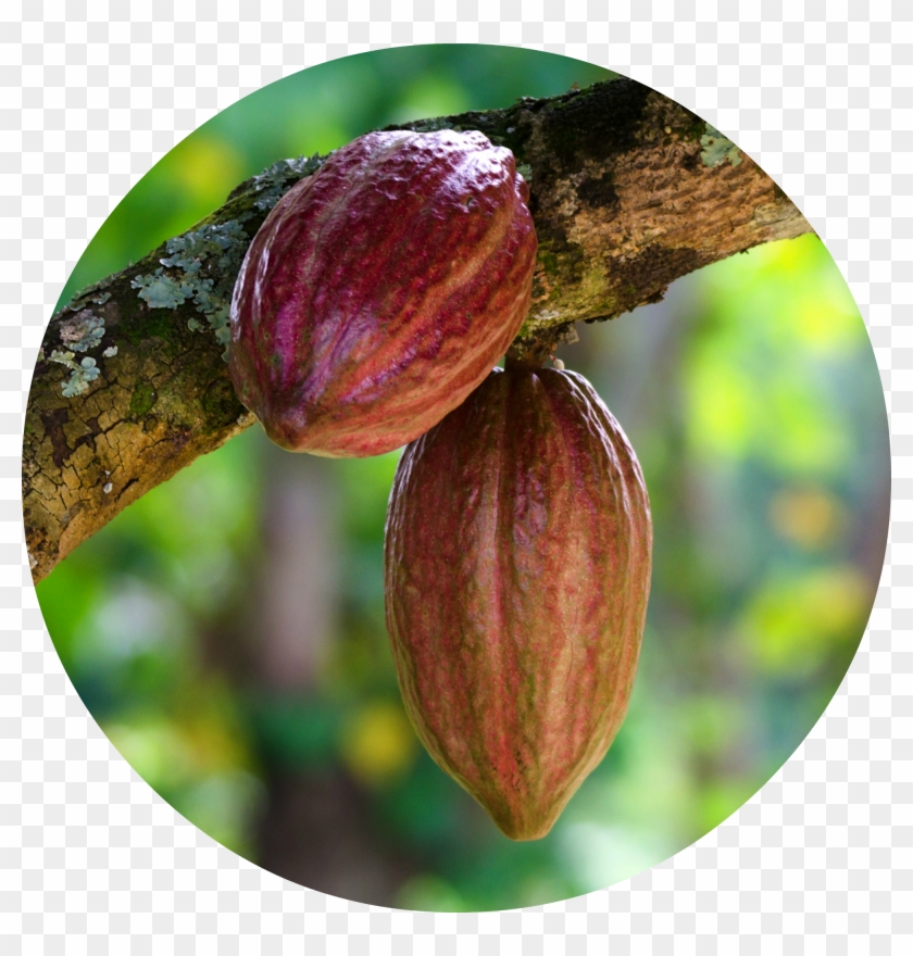 Cacao Png Clipart #3647385