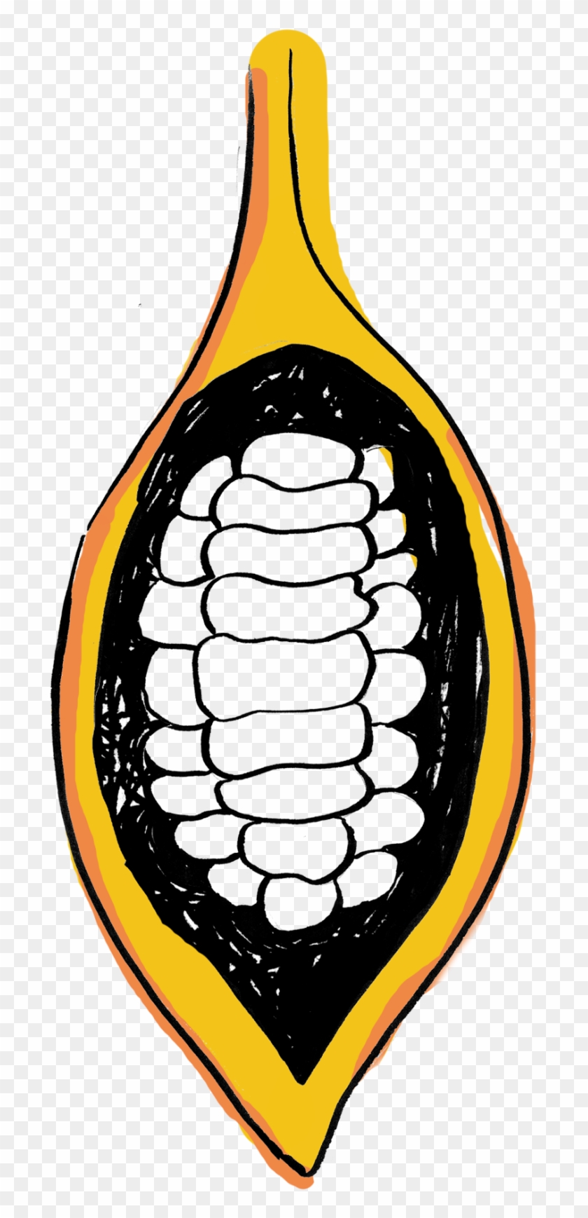 Cacao Pod Split Open Graphic Clipart
