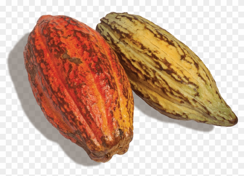 The Perks Of Eating Chocolate On A Regular Basis Besides - Bud Clipart #3647637