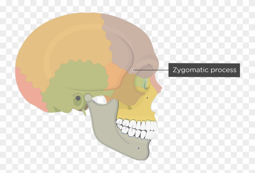 Zygomatic Process Of Frontal Bone - Frontal Bone Superciliary Arch Clipart
