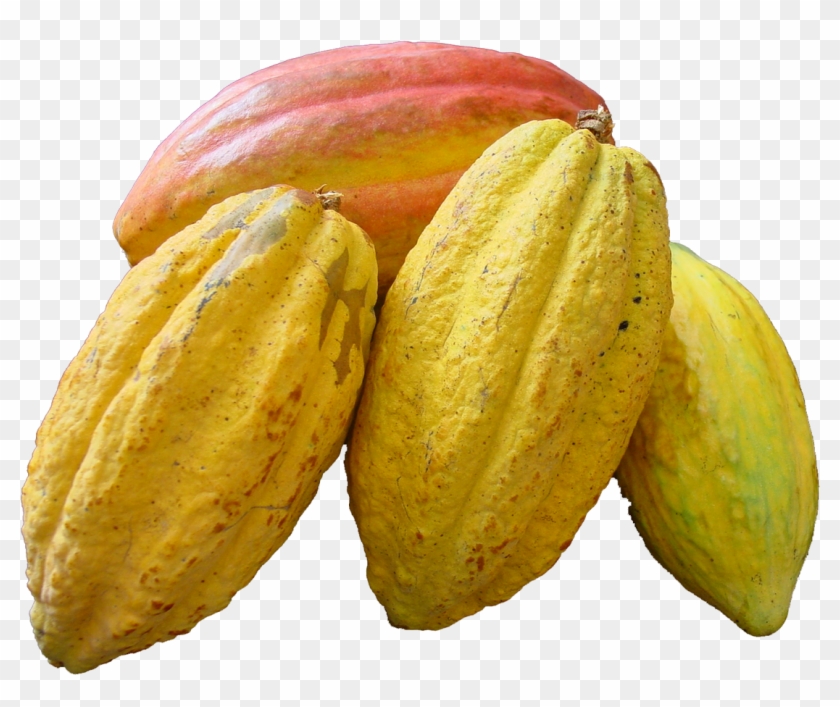 Cacao Png - Cacao Fruit No Background Clipart