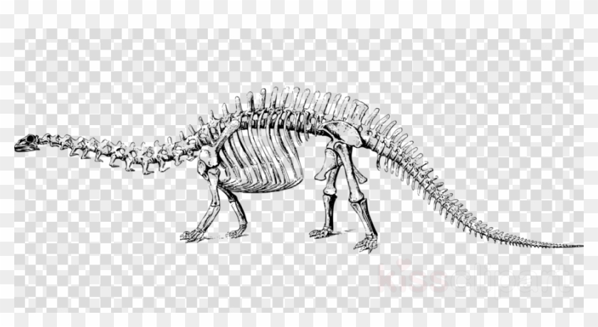 Dinosaur Bones Clip Art Clipart Tyrannosaurus Stegosaurus - Forever Living Products Logo Png Transparent Png #3648256