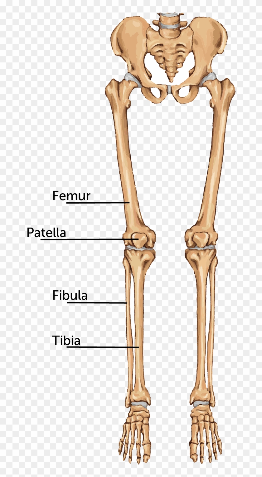 Svg Freeuse Leg Bone Clipart - Femur Bone - Png Download