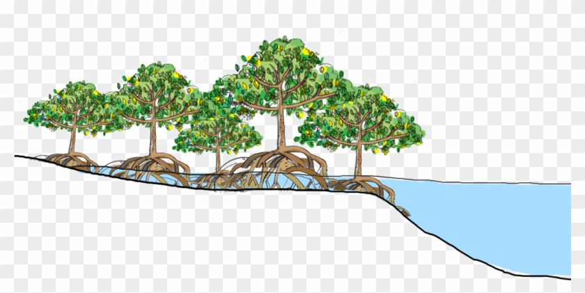 Mangrove Forests Are The "roots Of The Sea" - Mangrove Forest Clipart - Png Download
